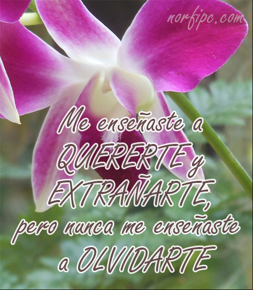 Me enseñaste a quererte y extrañarte, pero nunca me enseñaste a olvidarte. #Distancia Quererte y olvidarte