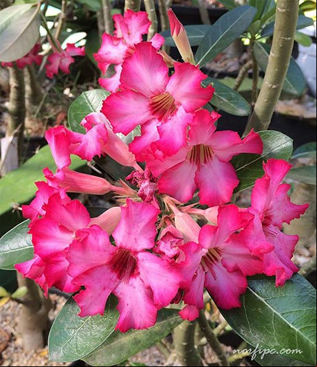 Variedad con el color morado encendido del Adenium obesum o Rosa del desierto