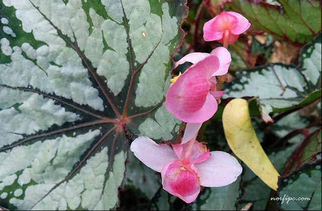 Flores de la Begonia Rex