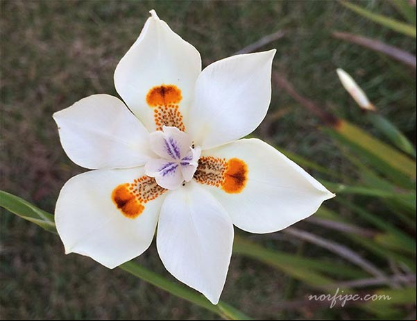 Flor del Calochortus conocido con el nombre común de Lirio Flor del Calochortus conocido con el nombre común de Lirio