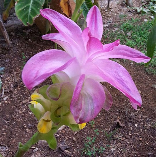 Foto de la Flor de Abril o Curcuma