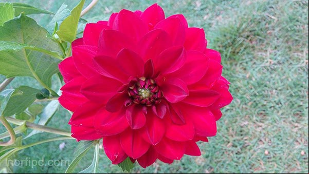 Hermosa foto de una Dalia roja, fondo de pantalla para el monitor de una computadora.