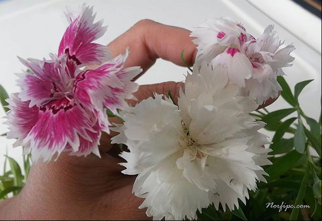 Flores del Clavel Chino o Clavel del Poeta Flores del Clavel Chino o Clavel del Poeta