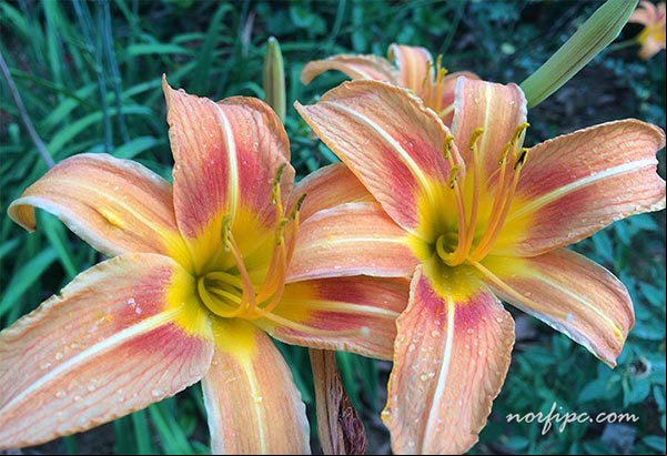 Flores de la Hemerocallis dconocida con el nombre común de Lirio de día o Lirio de San Joaquín Flores de la Hemerocallis dconocida con el nombre común de Lirio de día o Lirio de San Joaquín
