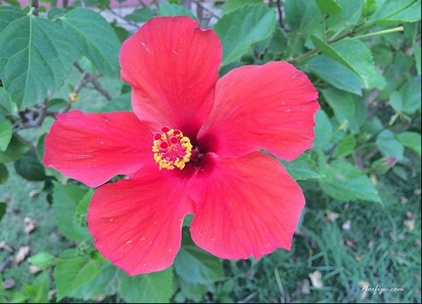 Planta y flor del Hibiscus rosa-sinensis