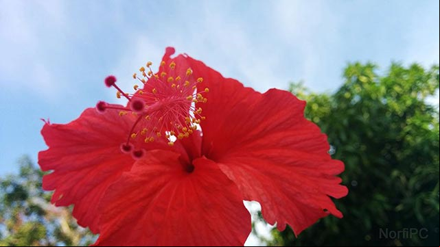 Flor del Mar Pacifico o Hibiscus rosa-sinensis
