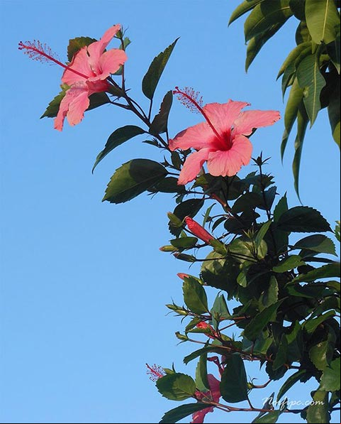 Ramo o pucha de flores del Hibiscus rosa-sinensis