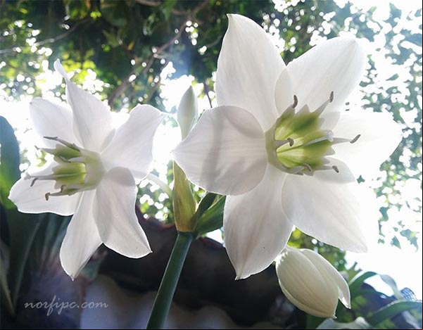 Lirio del Amazonas, que es el Eucharis × grandiflora o Urceolina × grandiflora Lirio del Amazonas, que es el Eucharis × grandiflora o Urceolina × grandiflora