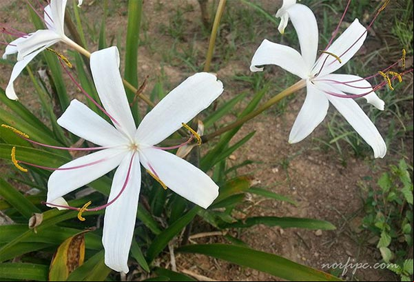 Lilium Longiflorum o Lirio de flores largas, de hermosas flores blancas, una planta originaria de Japón Lilium Longiflorum o Lirio de flores largas, de hermosas flores blancas, una planta originaria de Japón
