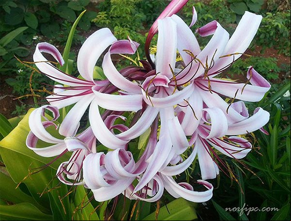 Flores del Lirio considerado en algunos países el Rey de las flores Flores del Lirio considerado en algunos países el Rey de las flores