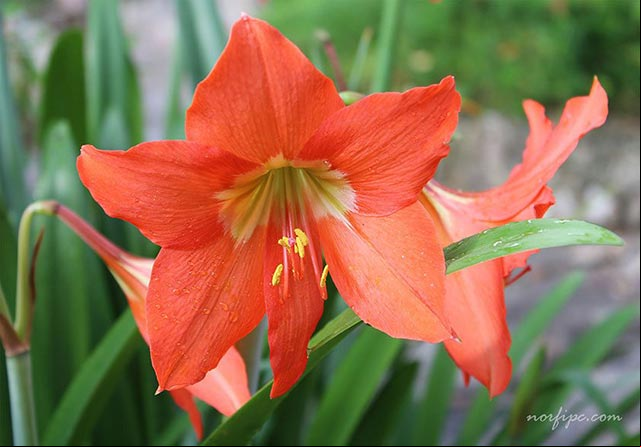 Foto de la flor del Lirio o Lilium rojo o Lirio de fuego