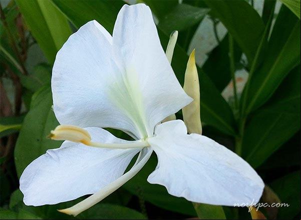 Flor Mariposa o Hedychium coronarium, la Flor Nacional de Cuba