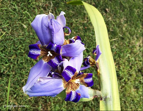 Flores de otra planta de Neomarica caerulea o Lirio azul