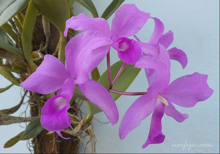 Flores de la orquídea Cattleya Rosa viviendo aferrada a un tronco de una palmita de guano prieto Flores de la orquídea Cattleya Rosa viviendo aferrada a un tronco de una palmita de guano prieto
