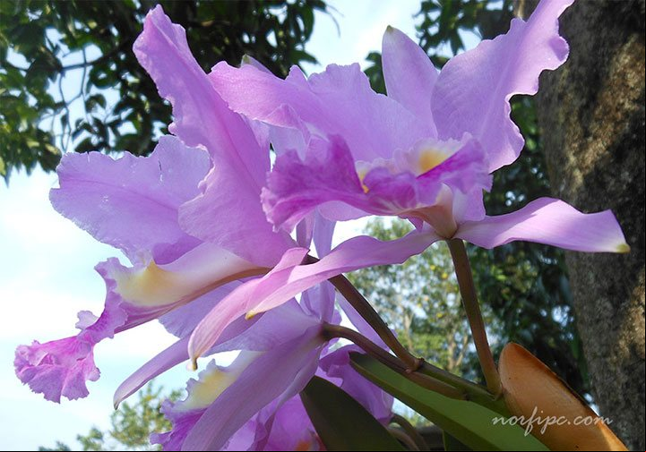 Flores de la Cattleya labiata, especie con grandes flores y una sola hoja en cada pseudobulbo Flores de la Cattleya labiata, especie con grandes flores y una sola hoja en cada pseudobulbo