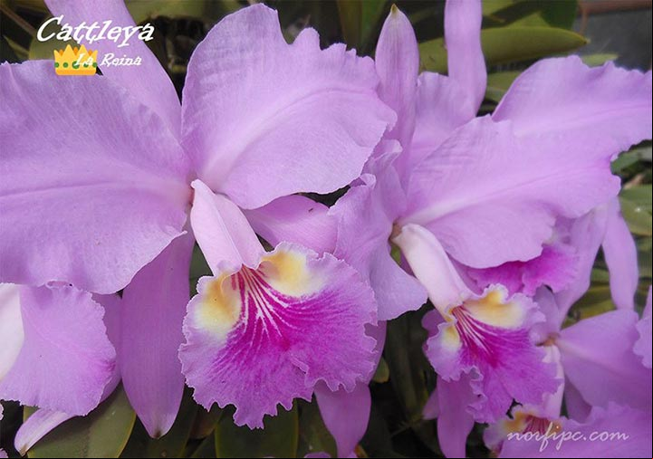 Flores de la orquídea Cattleya, la reina de las orquídeas Flores de la orquídea Cattleya, la reina de las orquídeas