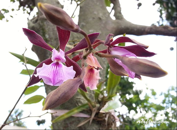 Planta de una Orquídea de Chocolate atada a un tronco de un árbol de mango