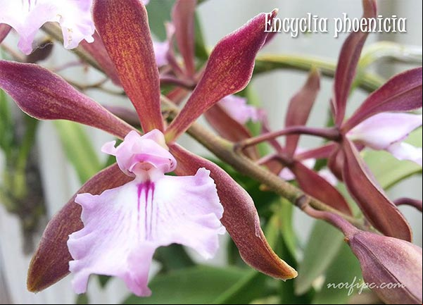 Foto de la Orquídea de Chocolate o Encyclia phoenicia