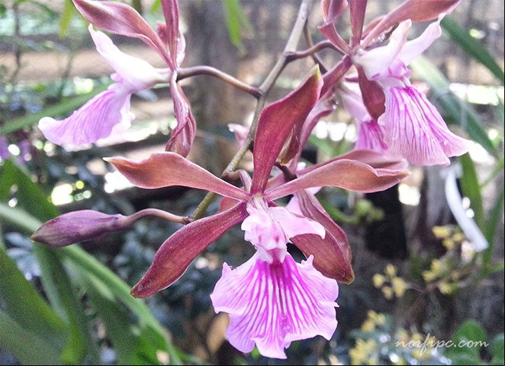 Flores de la Orquídea de Chocolate o Encyclia phoenicia en el Orquideario de Soroa