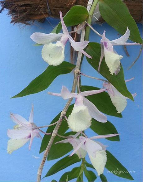 Foto de la Orquídea Velo de novia cuyo nombre científico es Dendrobium piraldi