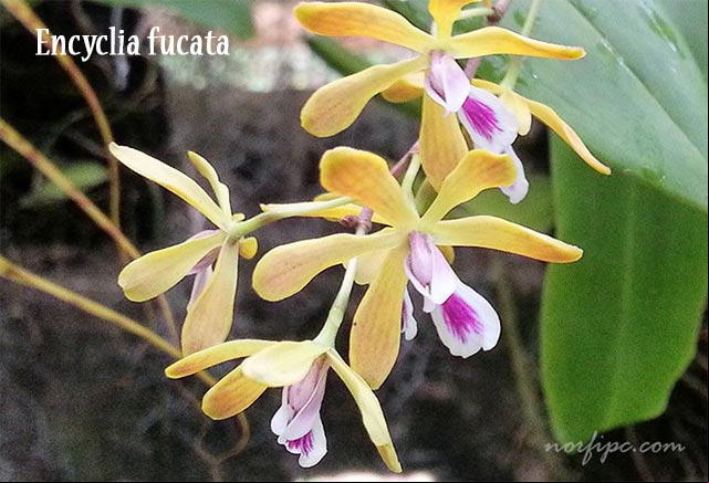 Flores de la orquídea Encyclia fucata, planta epifita silvestre muy abundante en Cuba
