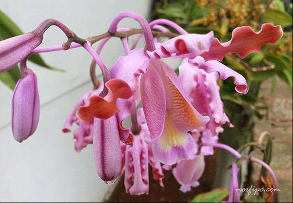 Espiga o vara con las flores de la orquídea Mirmecofila