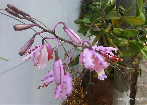 Vara con las flores de la orquídea Myrmecophila tibicinis