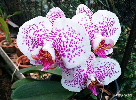 Flores de una variedad hibrida de la original Phalaenopsis amabilis (Orquídea Luna)