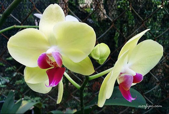 Flores de una variedad hibrida de la orquídea Phalaenopsis (Orquídea mariposa) de color amarillo