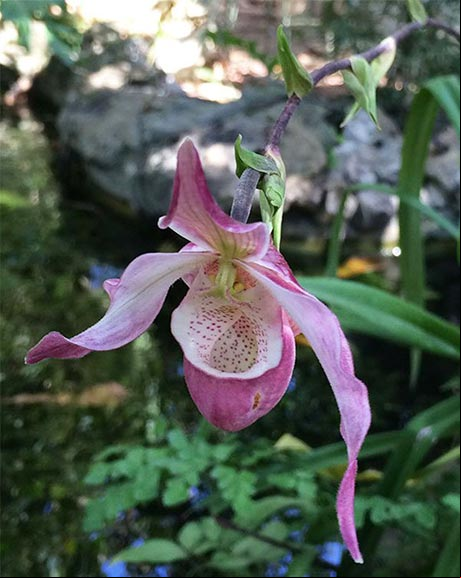 Flor de la Orquídea Zapatilla de la reina del genero Cypripedium