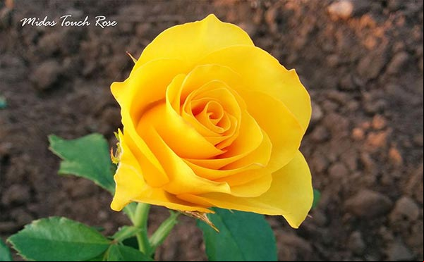 Flor de la Rosa amarilla Toque de Midas (Midas Touch Rose)