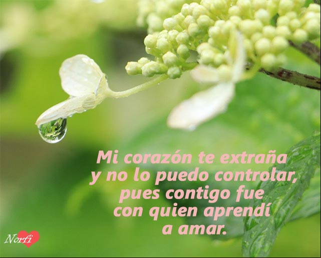 Contigo fue con quien aprendí a amar Contigo fue con quien aprendí a amar