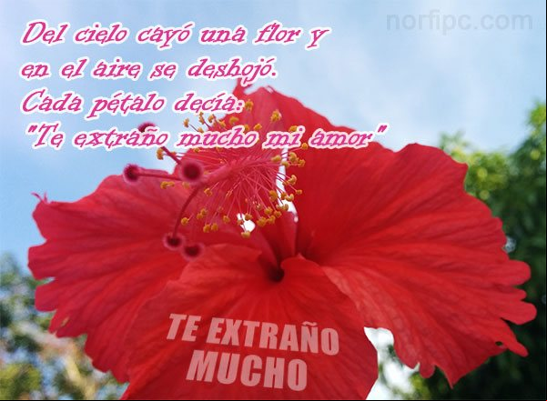 Del cielo cayó una flor y en el aire se deshojó. Cada pétalo decía: Te extraño mucho mi amor Piropos cursis de amor para enviar a un hombre