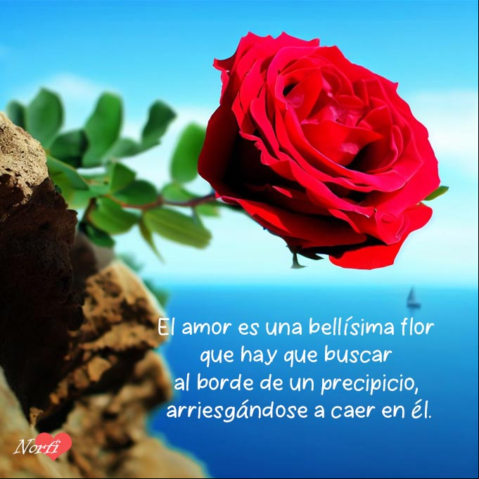El amor es una bellísima flor que hay que buscar al borde de un precipicio, arriesgándose a caer en él Flor al borde de un precipicio, mar y cielo azul