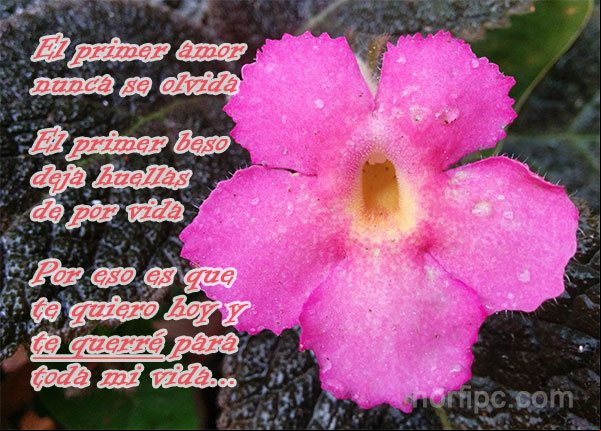 El primer amor nunca se olvida, el primer beso dejas huellas de por vida, por eso es que te quiero hoy y te querré para toda mi vida Frases y palabras sinceras del alma y del corazón