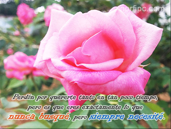 Perdón por quererte tanto en tan poco tiempo, pero es que eres exactamente lo que nunca busqué, pero siempre necesité Frases para declararle y confesarle mi amor