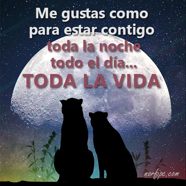 Me gustas como para estar contigo toda la noche, todo el día... toda la vida. #MensajesDeAmor Estar contigo toda la vida