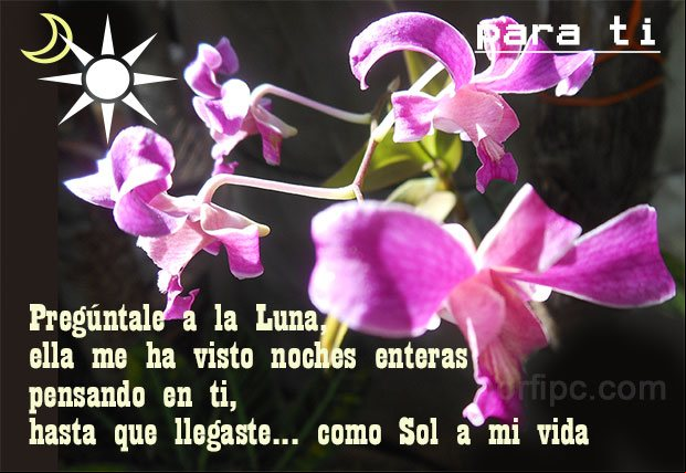 Pregúntale a la Luna, ella me ha visto noches enteras pensando en ti, hasta que llegaste como Sol a mi vida Frases de amor para dedicar al amor de mi vida