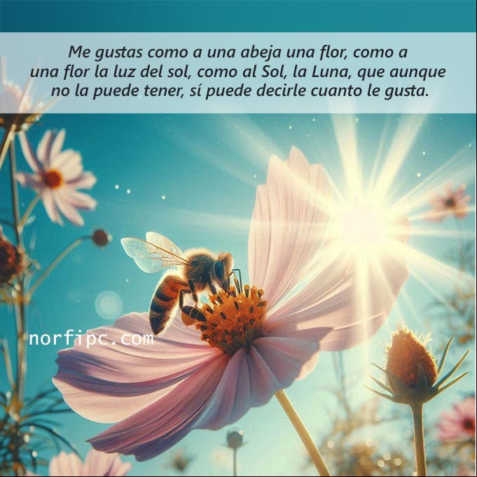 Me gustas y me interesas como a una abeja una flor, como a una flor la luz del sol, como al Sol le gusta la Luna, que, aunque no la puede tener, si puede decirle cuanto le gusta Abeja libando una flor