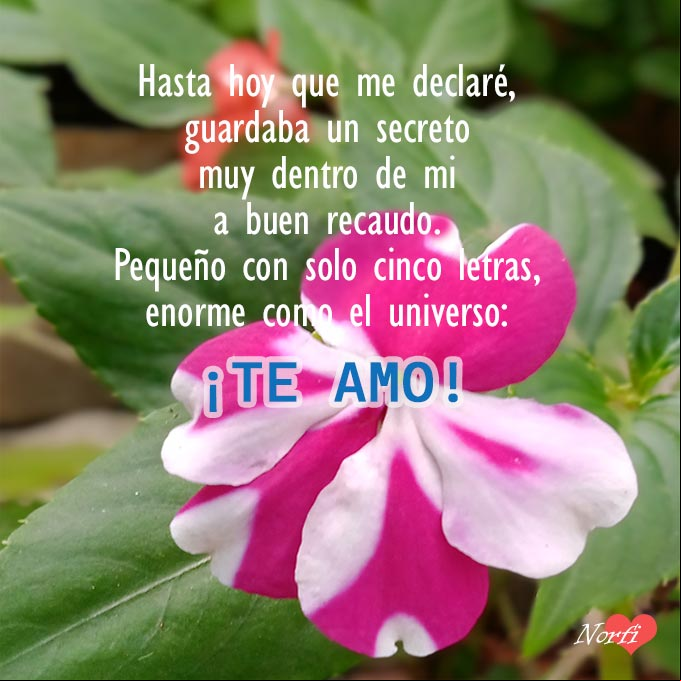 Hasta hoy que me declaré, guardaba un secreto en lo más hondo de mí a buen recaudo. Pequeño con solo cinco letras, pero enorme como el universo: ¡TE AMO! Flor de Vicaria rosada entre hojas verdes