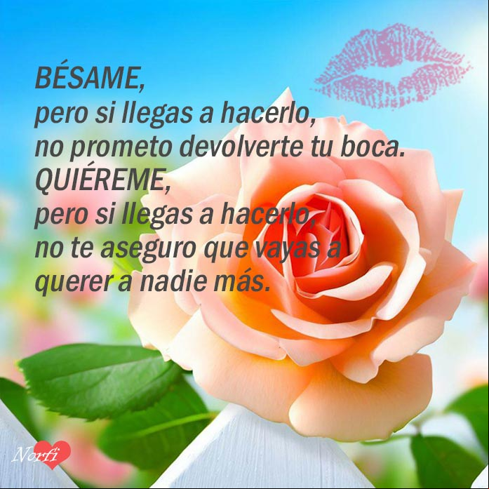 Bésame, pero si llegas a hacerlo, no prometo devolverte tu boca. Quiéreme, pero si llegas a hacerlo, no te aseguro que vayas a querer a nadie más Rosa color naranja en una cerca blanca