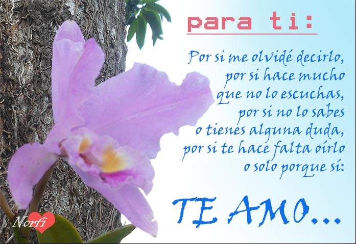 Por si me olvidé decirlo, por si hace mucho que no lo escuchas, por si no lo sabes o tienes duda, por si te hace falta oírlo o solo porque sí: TE AMO Frases de amor para dedicar a mi novia, novio o relación
