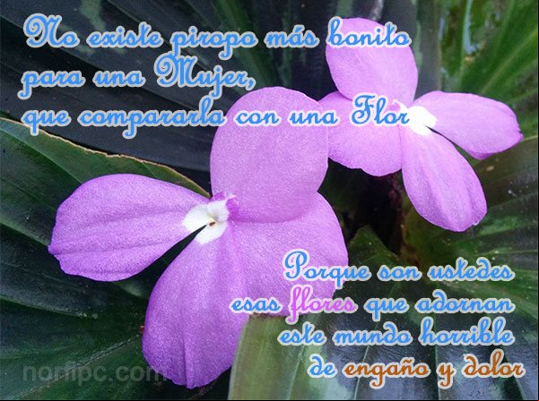 No existe piropo más bonito para una mujer, que compararla con una flor, porque son ustedes esas flores que adornan este mundo horrible de engaño y dolor Piropos cursis de amor para enviar a una mujer