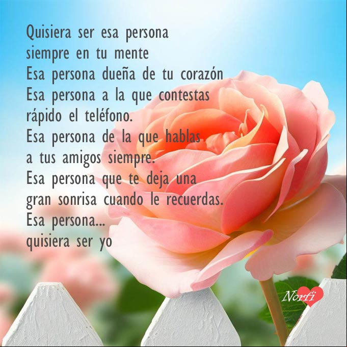 Quisiera ser esa persona que está siempre en tu mente Rosa en el jardin detrás de un a cerca blanca