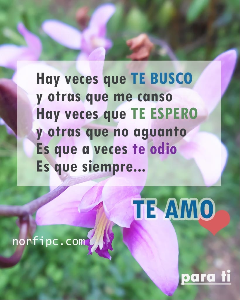 A veces te odio, pero siempre TE AMO Flores de orquidea morada