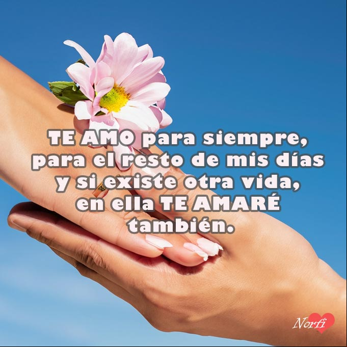 Te amo para siempre, para el resto de mis días y si existe otra vida, en ella te amaré también Manos de un hombre y una mujer con una flor