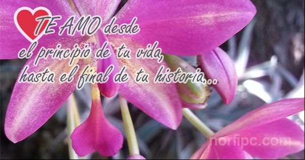 Te amo desde el principio de tu vida, hasta el final de tu historia... Foto de una flor para alguien que se ama para siempre