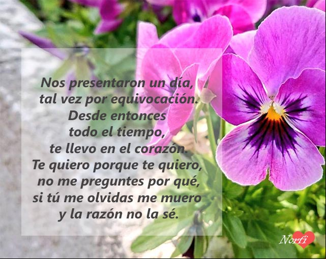 Todo el tiempo te llevo en el corazón Todo el tiempo te llevo en el corazón