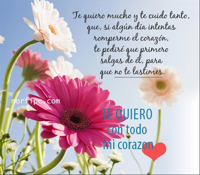 Te quiero y te cuido tanto, que si algún día intentas romperme el corazón, te pediré que primero salgas de él, para que no te lastimes. Flores con mensaje de amor