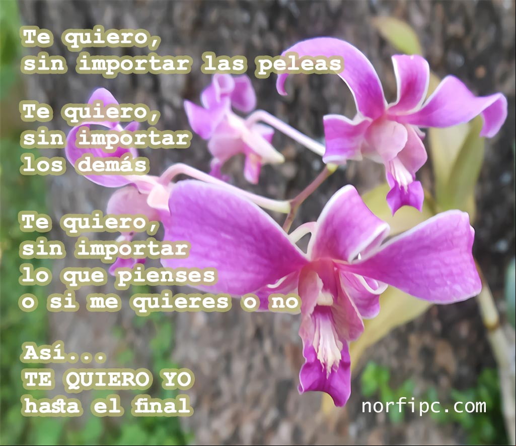 Te quiero, sin importar las peleas. Te quiero, sin importar los demás. Te quiero, sin importar lo que pienses. Así te quiero yo Flores de orquídeas sobre un árbol